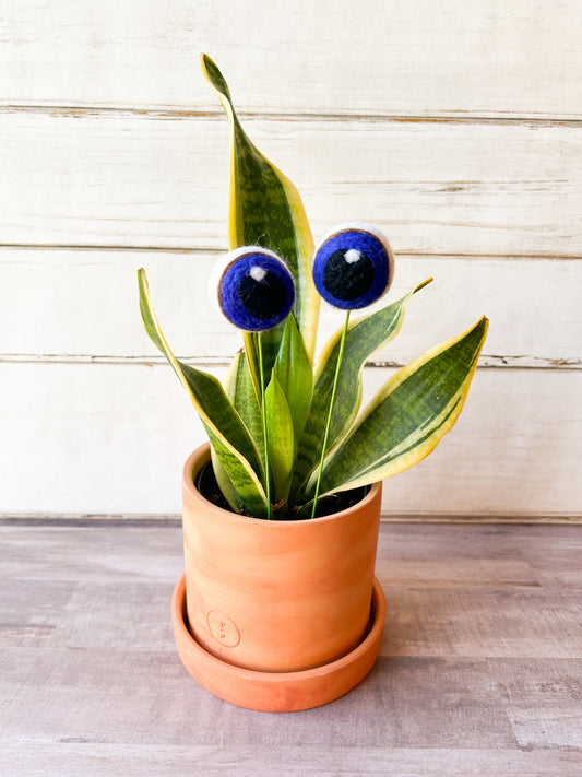 Blue Plant Eyes