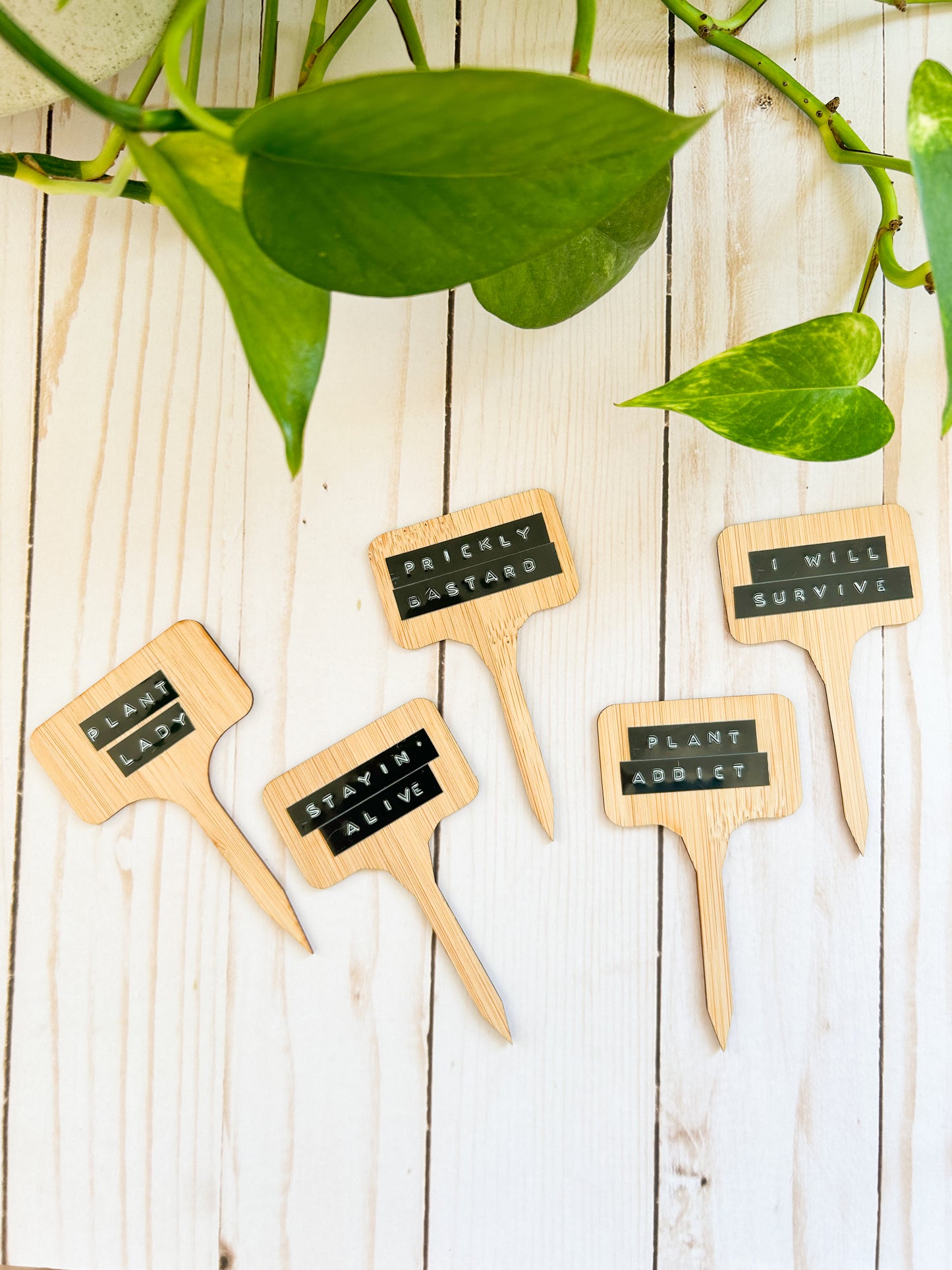 Sassy Plant Stakes