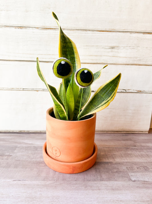 Olive Green Plant Eyes