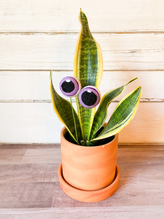 Purple Plant Eyes