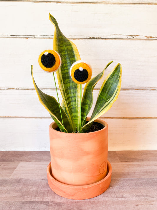 Yellow Plant Eyes