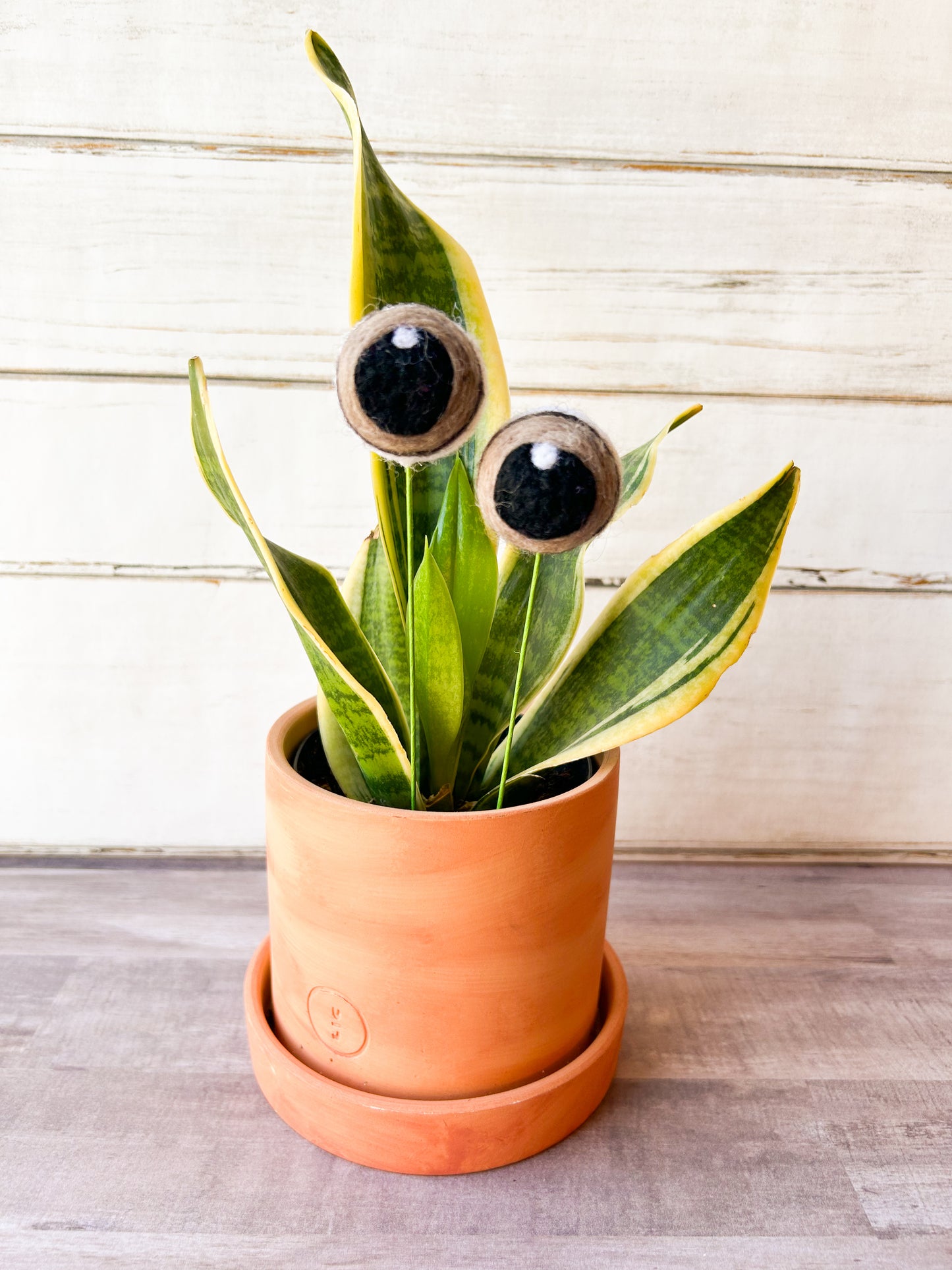 Brown Plant Eyes