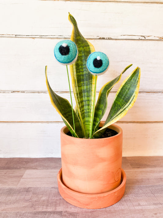 Teal Plant Eyes